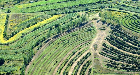 Restoration Agriculture Foundations  - (Master Course) Practical Permaculture and Agroforestry for Farmers