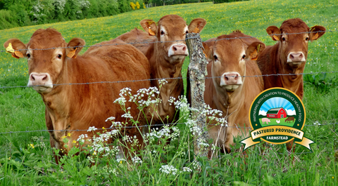 Proven Lessons For Success In The Business Of Farming