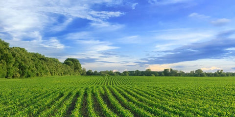 Foundations of Soil Fertility Balancing with Neal Kinsey