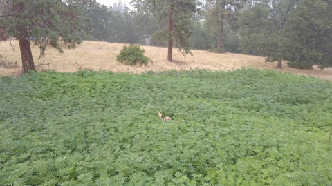Doug Fine Hemp Course 2020